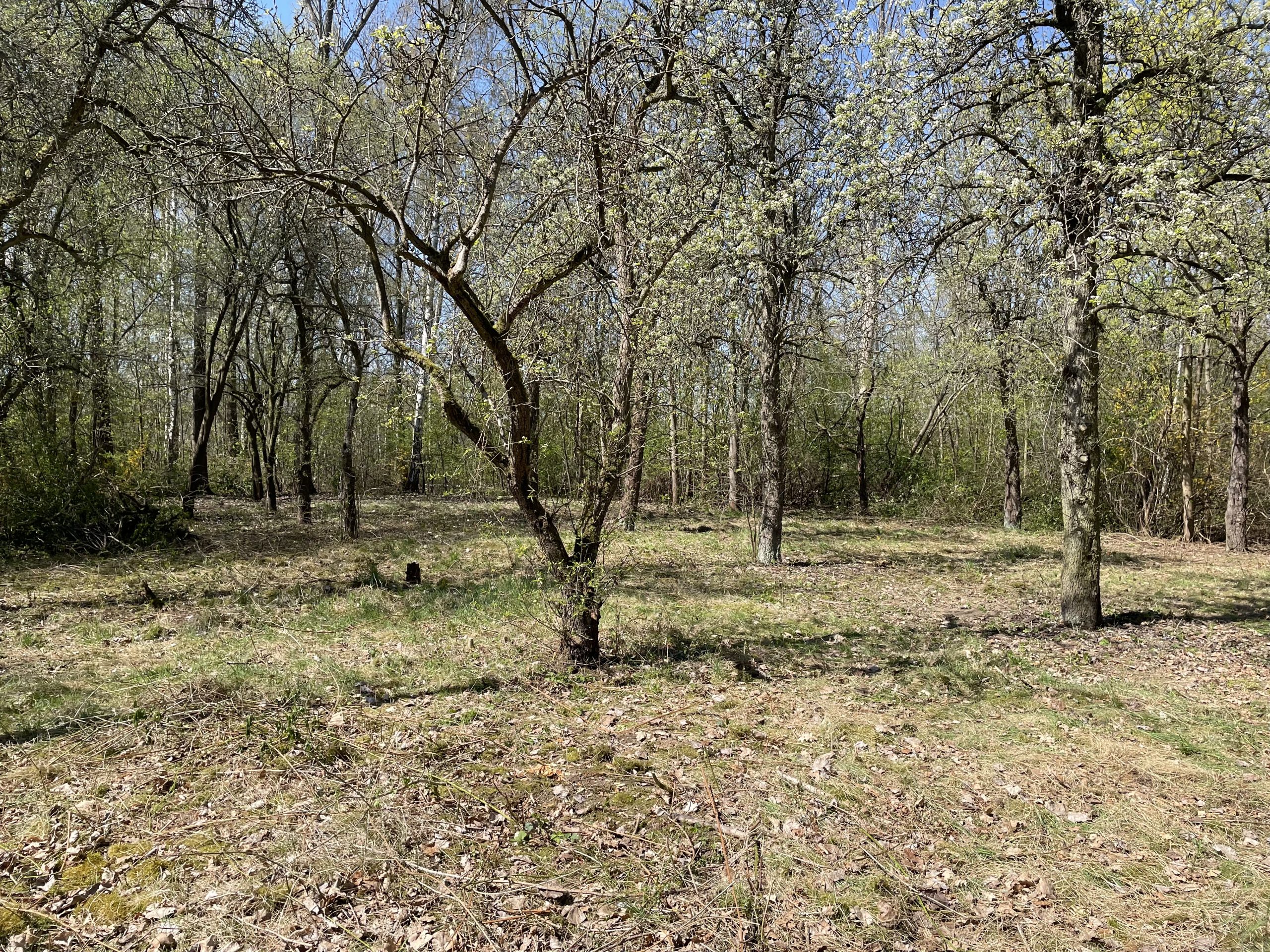 Streuobstwiese Klingewalde