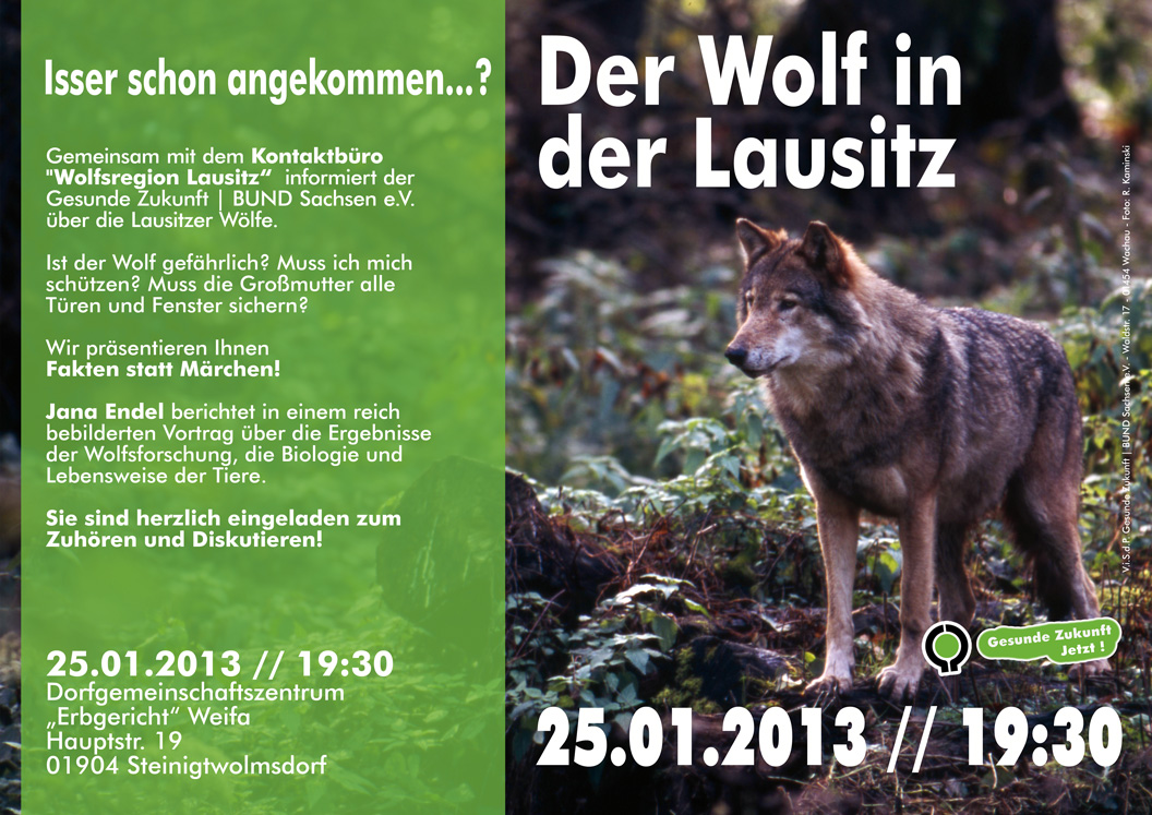 Der Wolf in der Westlausitz