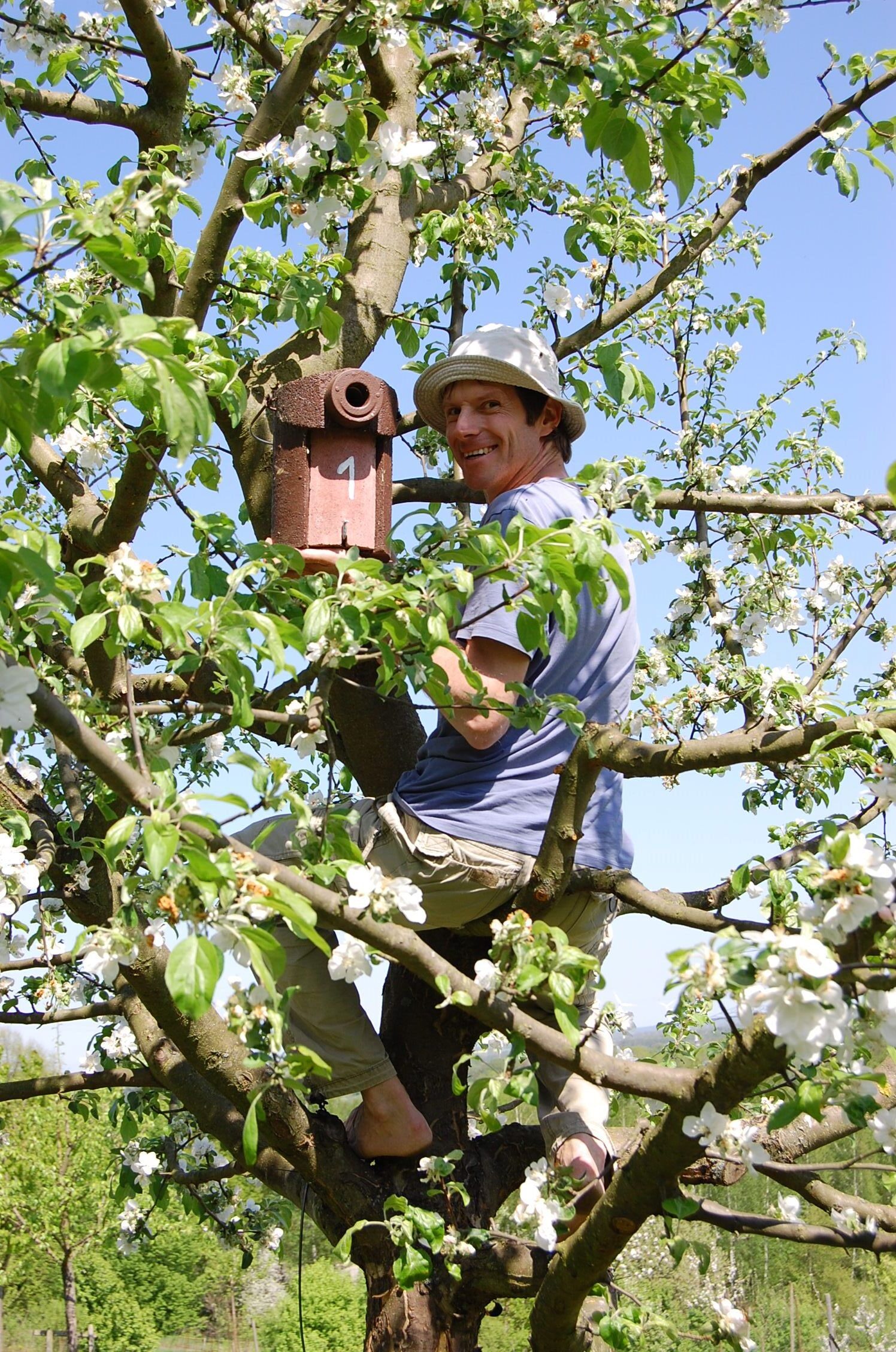 Nistkästen aufhängen und Vögel gucken auf der Streuobstwiese in Leuba