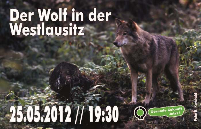 Der Wolf in der Westlausitz