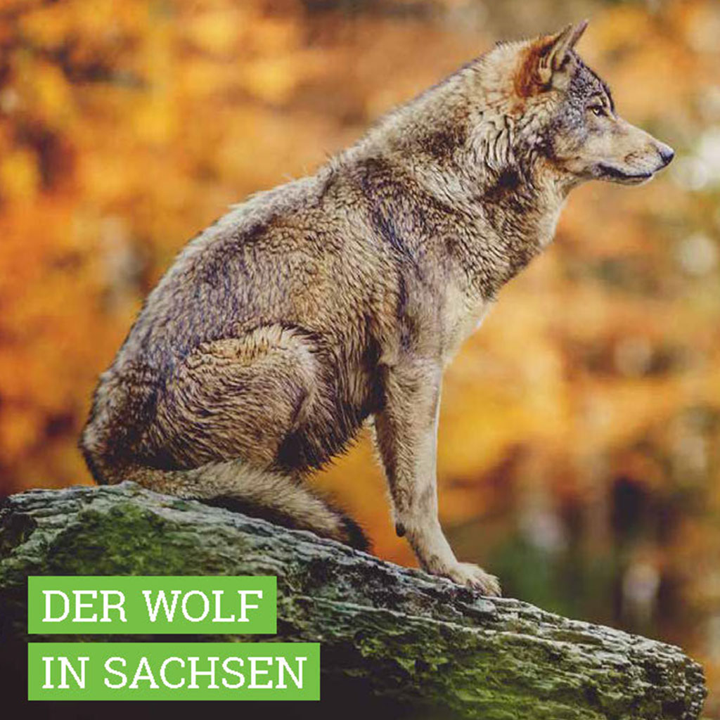 BUND – Wolfsposition