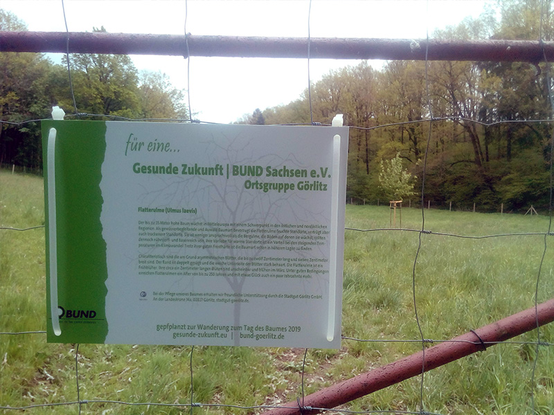 Unsere Flatterulme wächst seit 2019 in Görlitz
