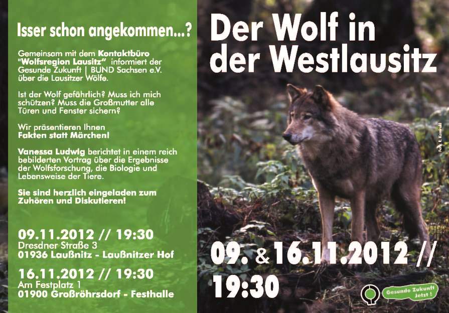 Der Wolf in der Westlausitz